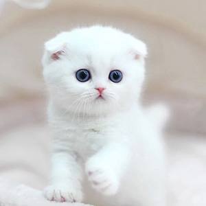 マルチビタミンのサプリメント 多機能タブレット 猫や犬 天然免疫力 支持と犬のアレルギー緩和 1