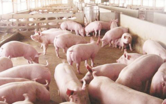 高品質 の 牛乳 代 と 酸 に 溶ける タンパク質 を 用いる 牛 牛 羊 羊 羊 羊 羊 羊 羊 羊 羊 羊 羊 羊 羊 羊 羊 羊 羊 羊 羊 羊 羊 羊 羊 羊 羊 羊 羊 羊 羊 羊 羊 羊 羊 羊 羊 羊 羊 羊 羊 羊 羊 羊 羊 羊 羊 羊 羊 羊 羊 羊 羊 羊 羊 羊 羊 羊 羊 羊 羊 羊 羊 羊 羊 羊 羊 羊 羊 羊 羊 羊 羊 羊 羊 羊 羊 羊 羊 羊 羊 羊 羊 羊 羊 羊 羊 羊 羊 羊 羊 羊 羊 羊 羊 羊 羊 羊 羊 羊 羊 羊 羊 羊 羊 羊 羊 羊 羊 羊 羊 羊 羊 羊 羊 羊 羊 2